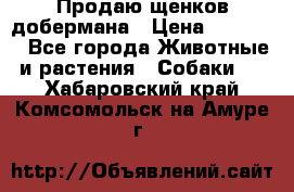 Продаю щенков добермана › Цена ­ 45 000 - Все города Животные и растения » Собаки   . Хабаровский край,Комсомольск-на-Амуре г.